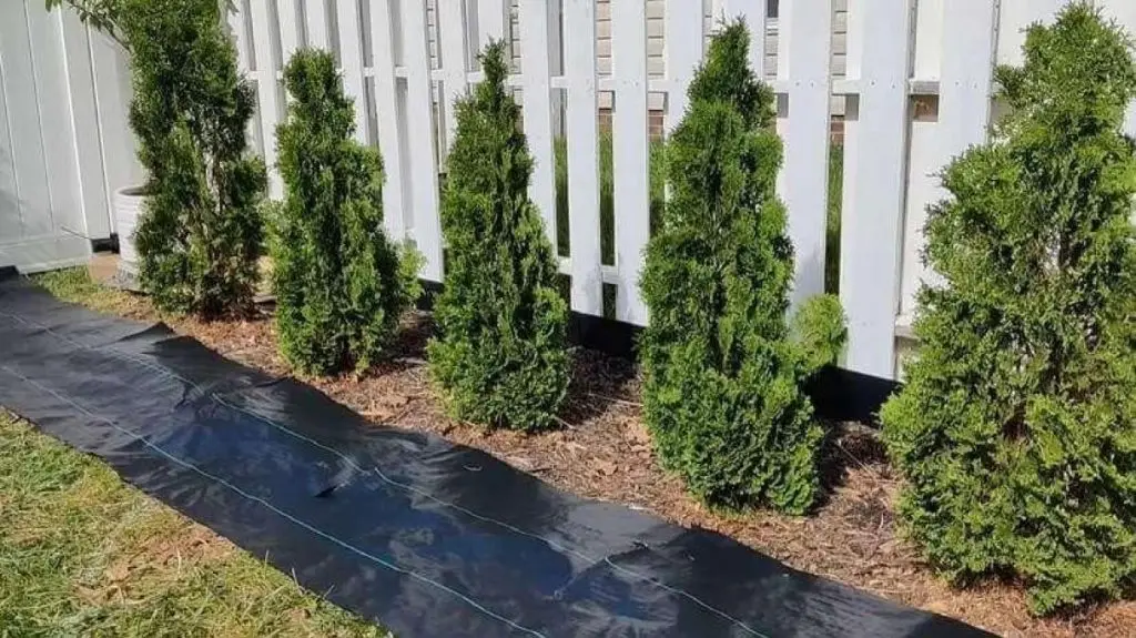 backyard-makeover-d-10138