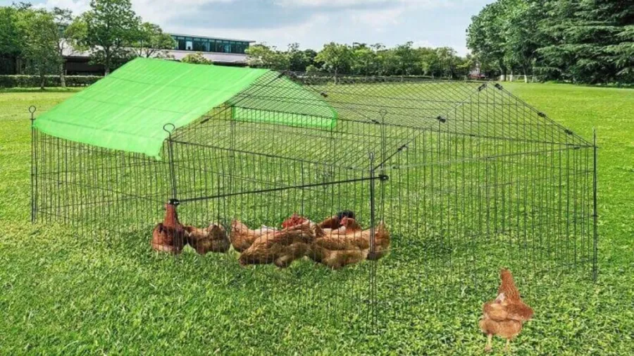 how-to-build-a-chicken-run-b-11246