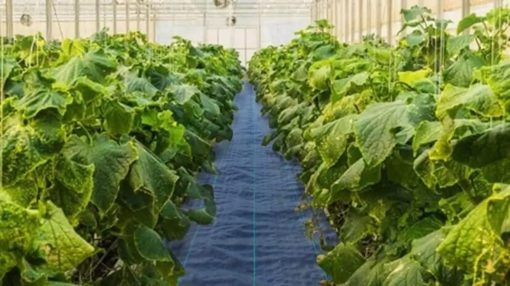 how-to-install-weed-barrier-landscape-fabric-b-10