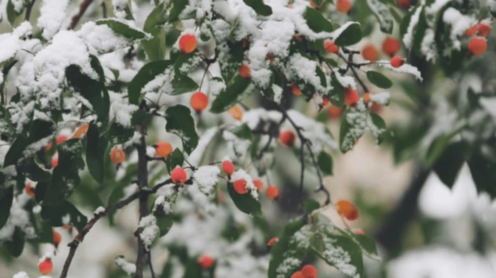 how-to-keep-plants-warm-in-winter-h-10136