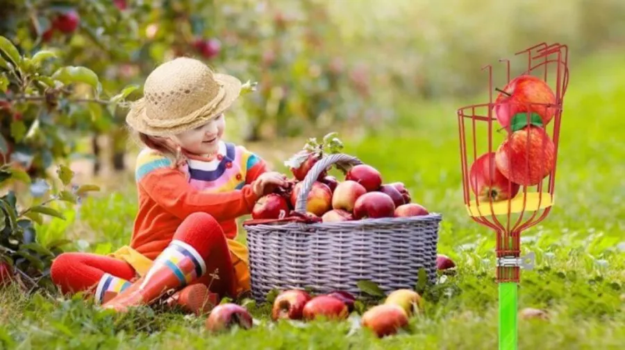 the-complete-guide-to-harvesting-fruits-using-an-