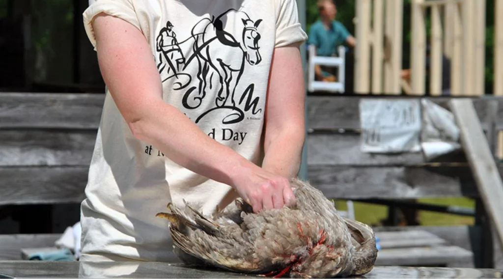 how to pluck a chicken