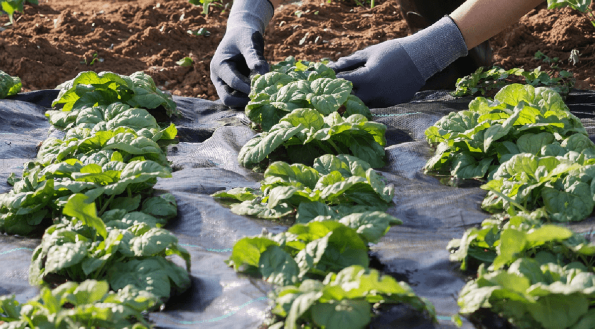 Landscape Plastic vs Fabric: Unveiling the Best Weed Barrier Solution -  VEVOR Blog, image size:1200x664