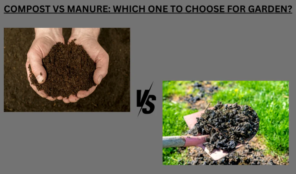 compost vs manure