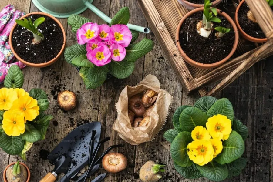 Garden by square foot