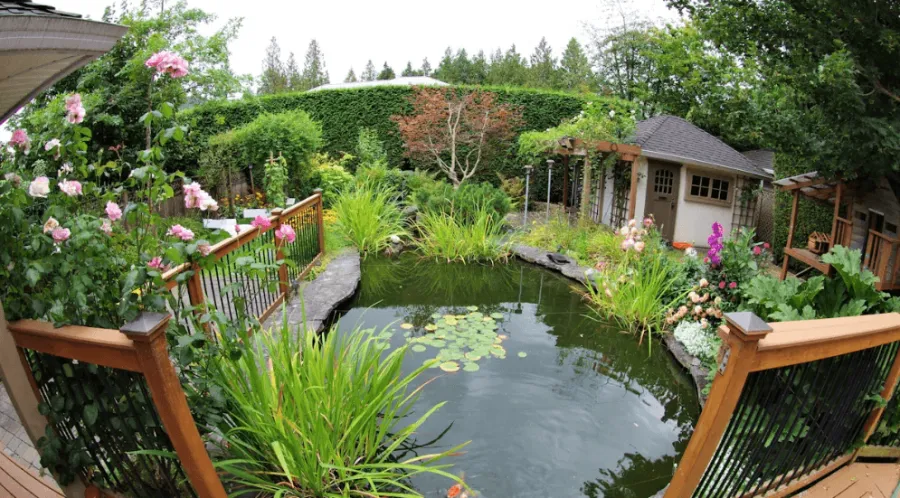 A pond in a backyard surrounded by vegetation.