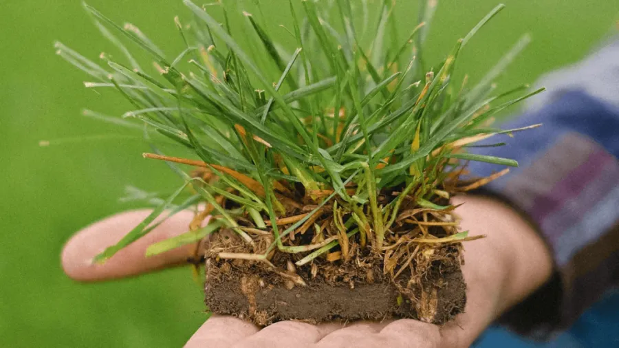 Piece of soil with grass in hand