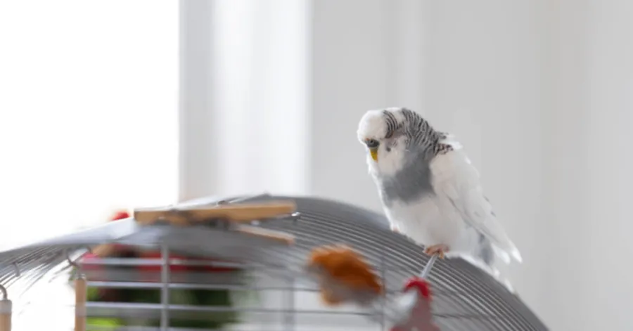 How much does a bird cage cost