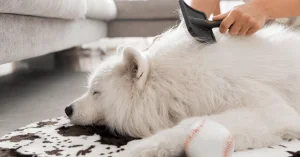 How to Get Pet Hair Off a Sofa