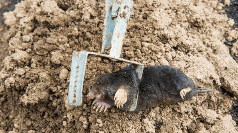 How to Keep Moles Away Permanently