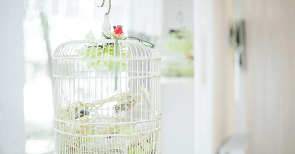 How to decorate a bird cage