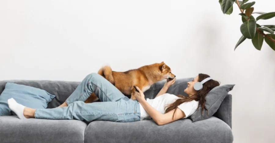 how to remove pet odor from sofa