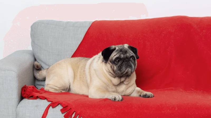 sofa washable cover for pet hair off the sofa