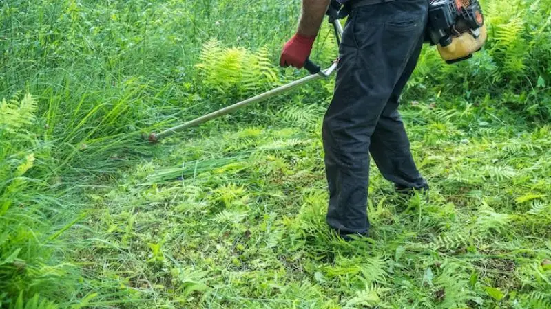 Professional for Weed Removing Weeds