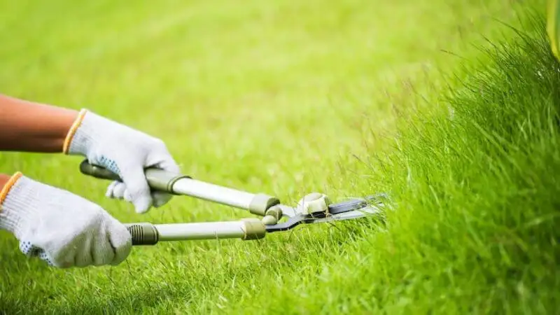 Why Your Grass May Be Thin