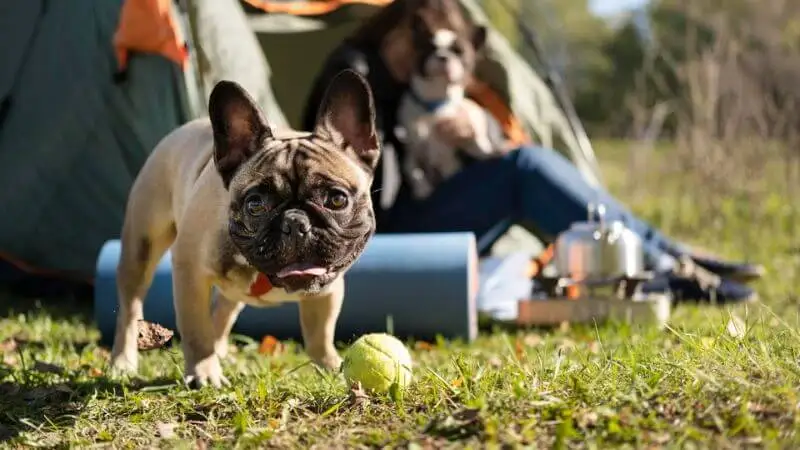 Essentials for Pet Camping