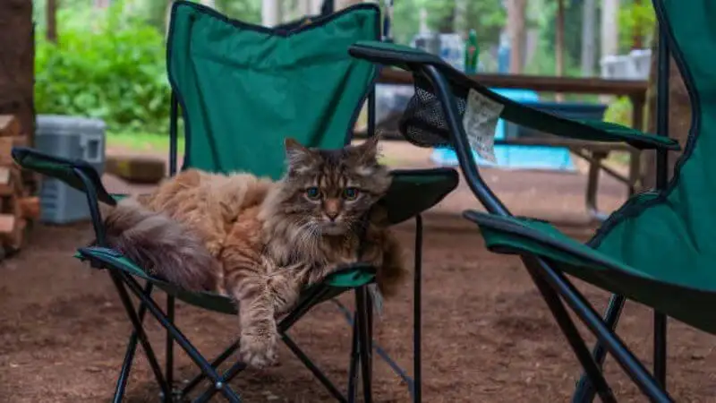 Safe Camping with Pets
