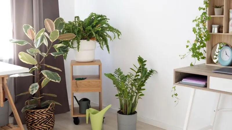 creating the right environment for the house plants