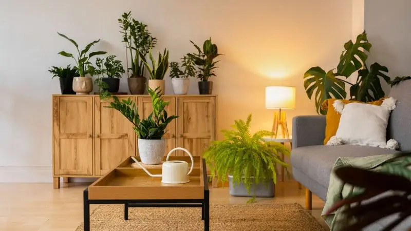 care tips on how to grow indoor plants