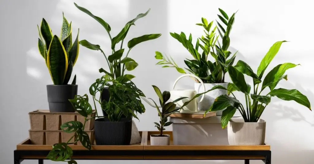 How to grow indoor plants