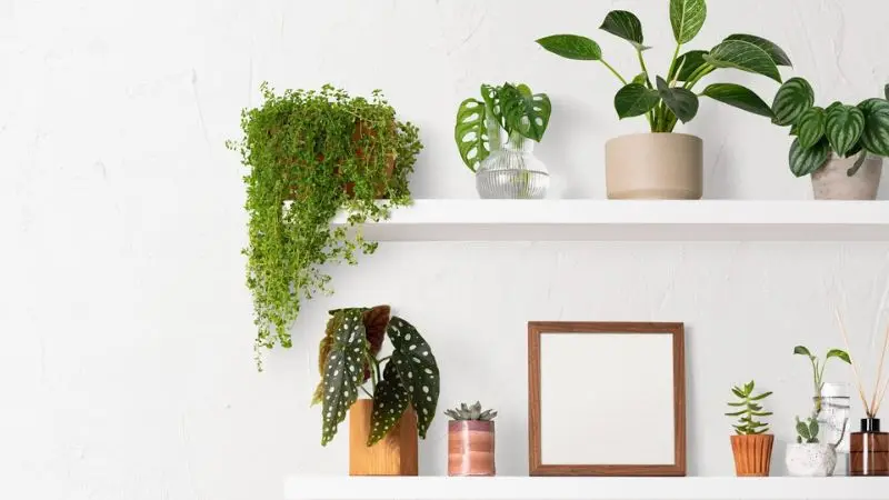 Best home plants for beginners