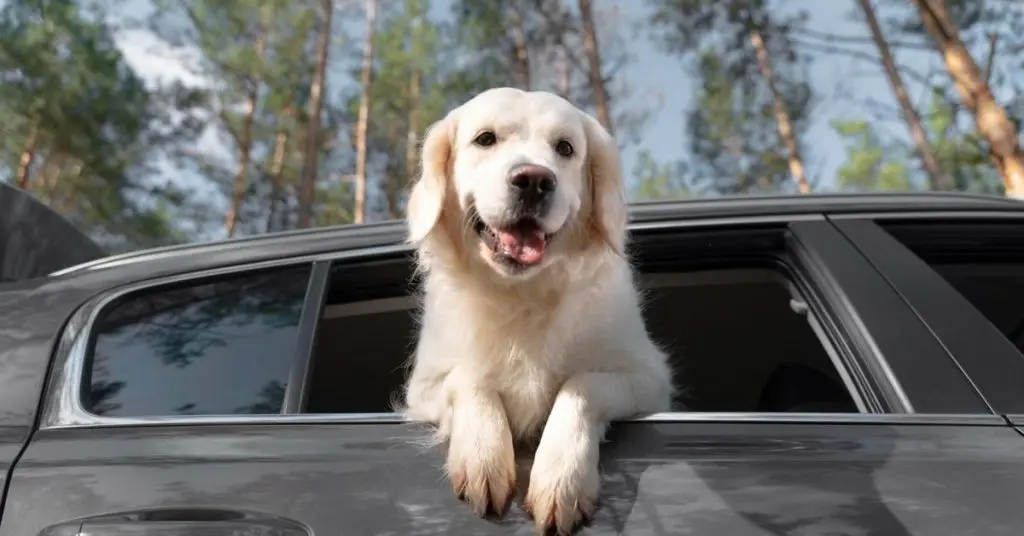 how to travel with a dog in a car
