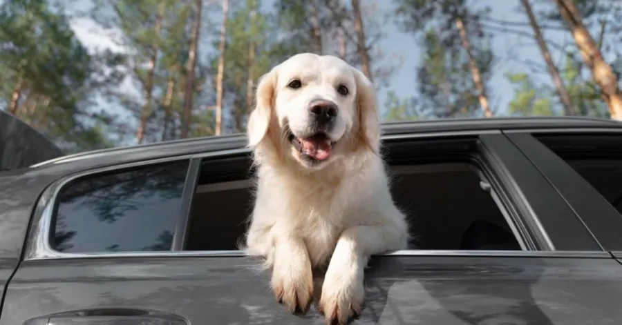 how to travel with a dog in a car