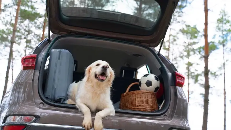How to Travel With Dog in Car: Ultimate Tips for Safe Trips