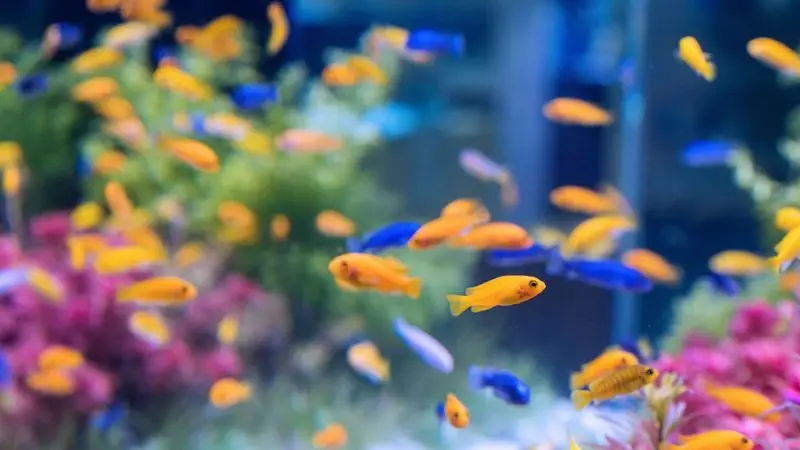 steps to remove algae from the aquarium