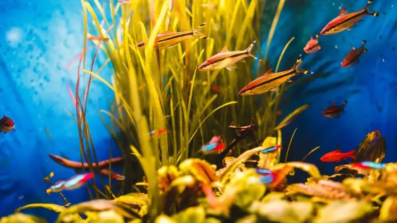 How to do a water change in aquarium