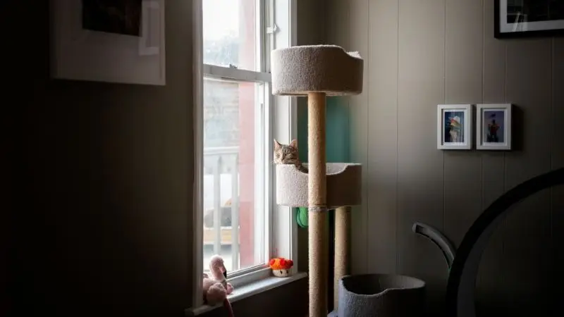 text: transition steps for indoor cats