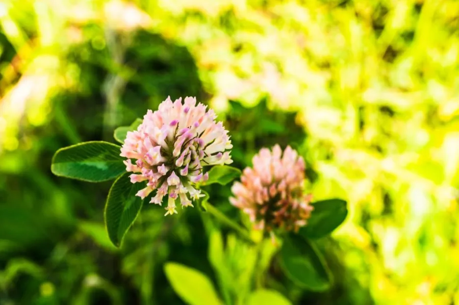 how to get rid of clover in the lawn