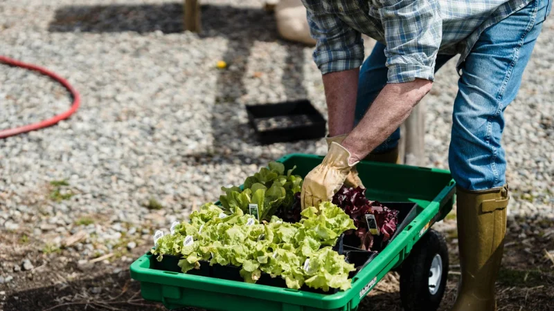 How to choose the right cart for your yard