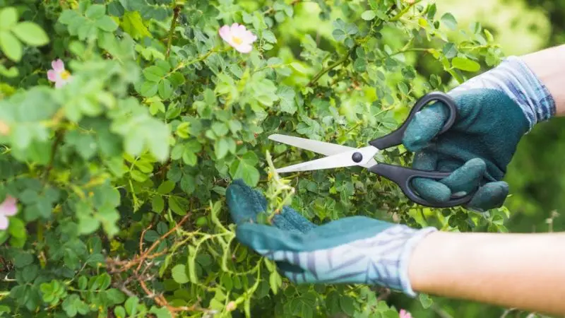  How to stop clover from growing in your lawn