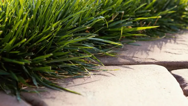 Brick barrier to keep grass out of garden beds