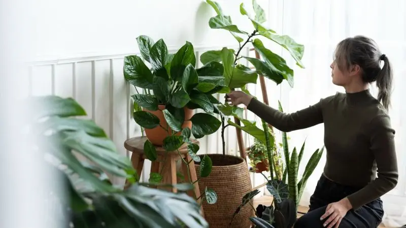  How often to clean fiddle leaf fig leaves