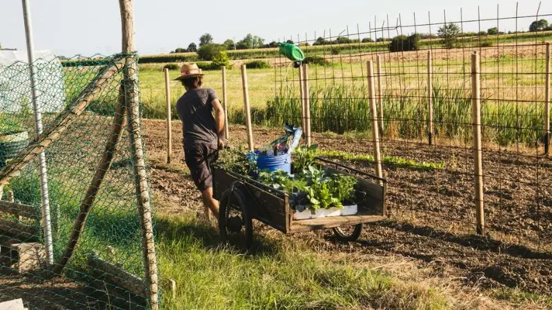 How to compare the best garden carts for your yard