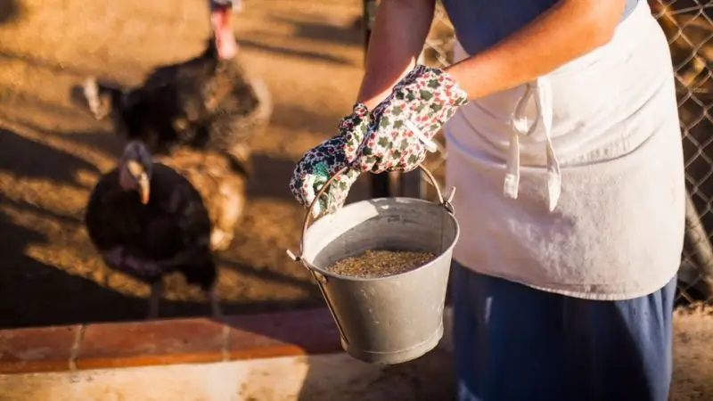 safe feeding of chicken