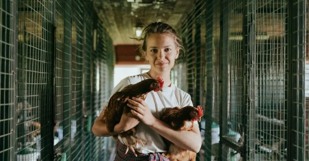 metal shed chicken coop