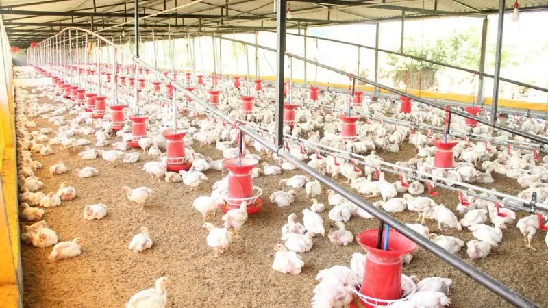 ventilation for a healthy and complete chicken coop