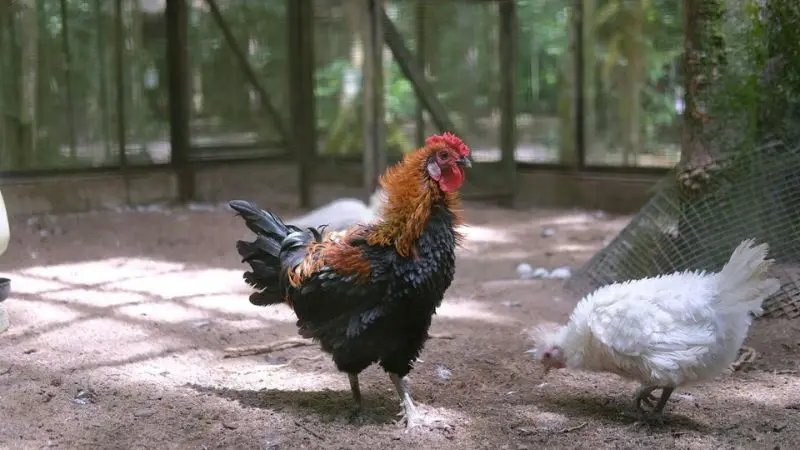 interior upkeep for a clean and comfortable coop