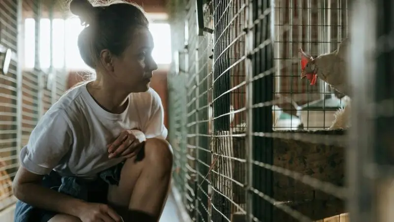 How to build a chicken coop