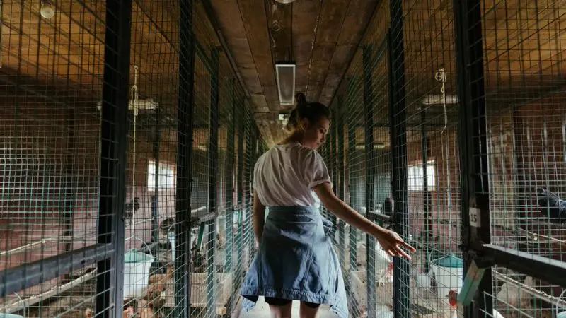  chicken coop finishing touches