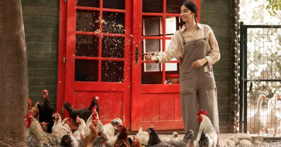 backyard chicken coop ideas