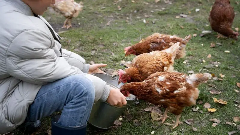 detailed ideas for chicken coop