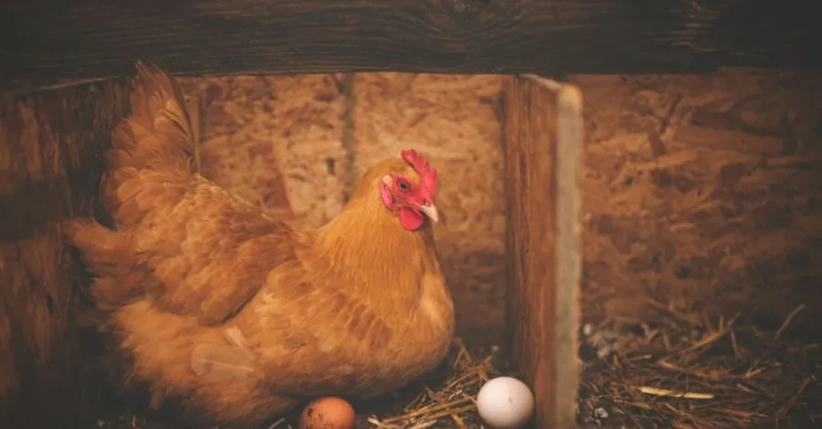 how to keep rats out of chicken coop