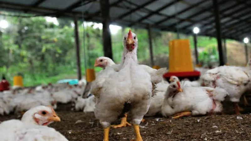 how to prevent rats in chicken coop