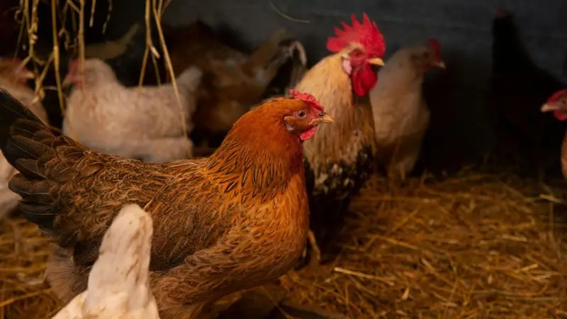 ways to keep chicken warm in winter