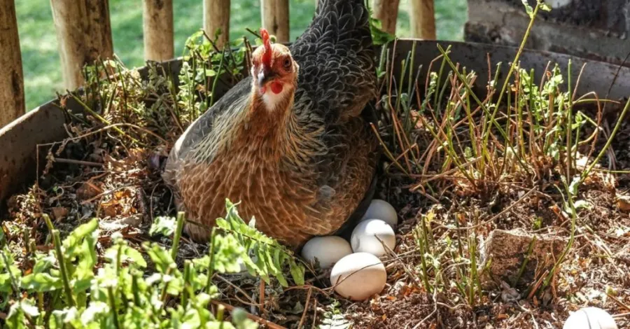 chicken coop nesting box ideas
