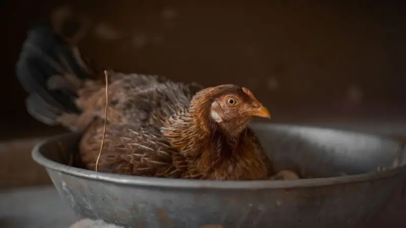 upcycled chicken coop nesting box ideas